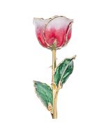 Raspberry and Cream 24k Gold Dipped Rose Front View