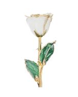 Cream 24kt Gold Dipped Rose Front View