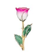 Magenta and White 24k Gold Dipped Rose Front View