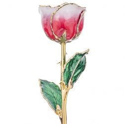 Raspberry and Cream 24k Gold Dipped Rose Front View
