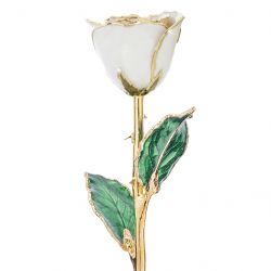 Cream 24kt Gold Dipped Rose Front View