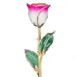 Magenta and White 24k Gold Dipped Rose